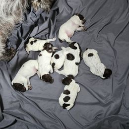Wirehaired Pointing Griffons from Big Blue Barn