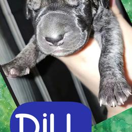 Dill - Brindle male Great Dane puppy in Wellsville, New York from Prophecy Danes
