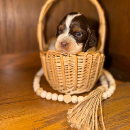 Skye - Liver white and tan female English Springer Spaniel puppy in Cottageville, West Virginia from Mountain Top Springers