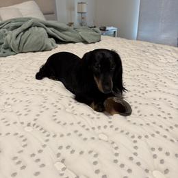 Gigi - Dachshund