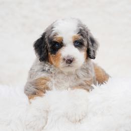 Axl - Blue merle male Bernedoodle puppy in Spokane, Washington from Lilac City Doodles