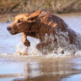 Labrador Retrievers from Cedar Mountain Retrievers