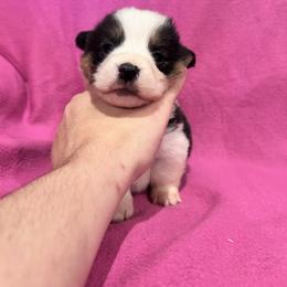 Girl 2 ( Belle) - Black and tan female Pembroke Welsh Corgi puppy in Brazoria, Texas from Diamond Bar H