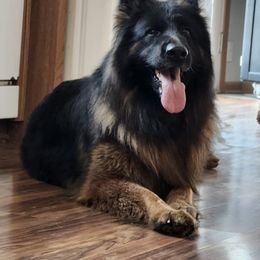 Piper - German Shepherd