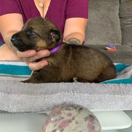 Girl 5 - German Shepherd puppy in Waycross, Georgia from Lloviendo Shepherds