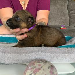 Girl 5 - German Shepherd puppy in Waycross, Georgia from Lloviendo Shepherds