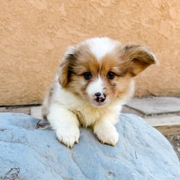Bagel (Fluffy) - Sable merle and white male American Corgi puppy in Pahrump, Nevada from Desert Sunset Corgis