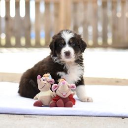 Australian Shepherd Puppies from Fairytail Aussies