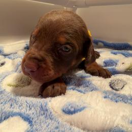 Yellow Female - Red and rust female Doberman Pinscher puppy in Madison, Indiana from Jensen Dobermans and Dachshunds