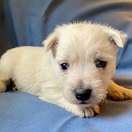 Jamie (Green) - White male West Highland White Terrier puppy in Jefferson, North Carolina from McGuire’s High Country Terriers