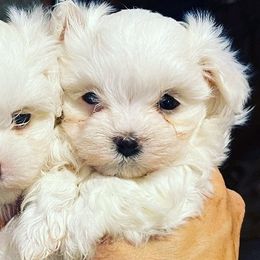 Maltese from Kimberly's Maltese
