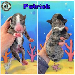 Patrick - Blue merle male Bernedoodle puppy in Banner Elk, North Carolina from Walnut Tree Bernedoodles