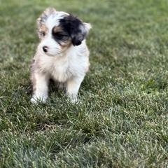 Australian Mountain Doodle Puppies from MB Livestock