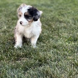Australian Mountain Doodle Puppies from MB Livestock