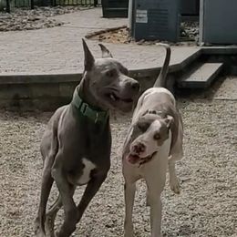 Great Dane All Grown Up from MommaDukes Danes