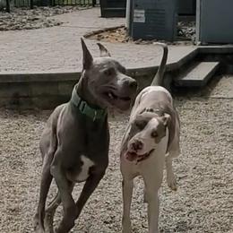 Great Dane All Grown Up from MommaDukes Danes