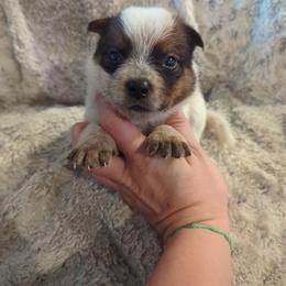 Rooster - Red speckled male Australian Cattle Dog puppy in Mena, Arkansas from Red Desert Australian Cattle Dogs