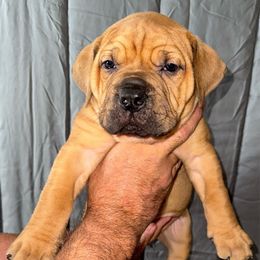 Lime green male - Red male Boerboel puppy in Rockford, Illinois from Adoraboerboels