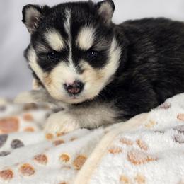 Sinon - Black and white female Siberian Husky puppy in Buckeye, Arizona from Anime Huskies