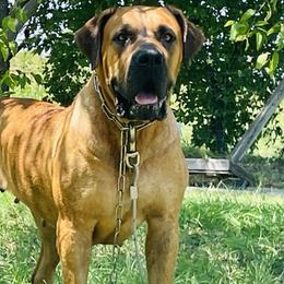 Dutchess - Boerboel