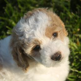 Australian Shepherd, Goldendoodle, and Poodle Puppies from 5AFarms