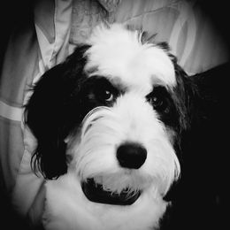Piper - Bernedoodle