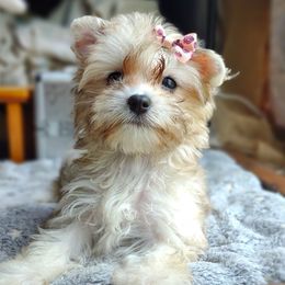 Exotic merle Ember - Merle female Morkie puppy in Barren Springs, Virginia from Seeking Shalom Acres Maltese, Maltipoos & Havamalts