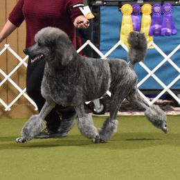 Poodles from Thru The Eyes Of Poodles