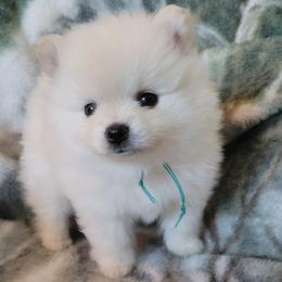 AKC DENVER - MALE - Cream male Pomeranian puppy in Bolivia, North Carolina from Red Wagon Pomeranians