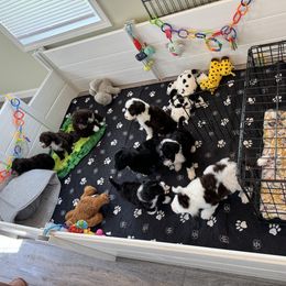 Portuguese Water Dog Puppies from Cornerstones Porties