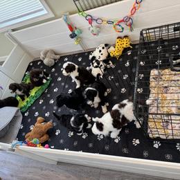 Portuguese Water Dog Puppies from Cornerstones Porties