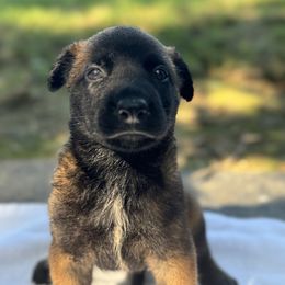 Boy 2 - Red sable male Belgian Malinois puppy in Russellville, Kentucky from KCK9