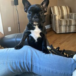 French Bulldog Puppies from Smalltown Frenchies