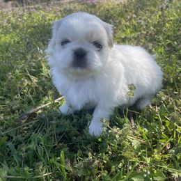 Pekingese Puppies from Ashlyn's Pups