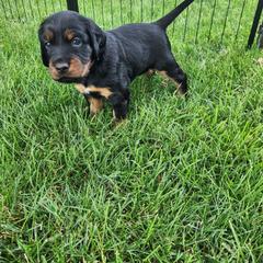 Gordon Setter Puppies from Tom McCleary