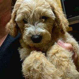 Duke - Apricot male Goldendoodle puppy in Hendersonville, Tennessee from Ben's Best Buddy Goldendoodles