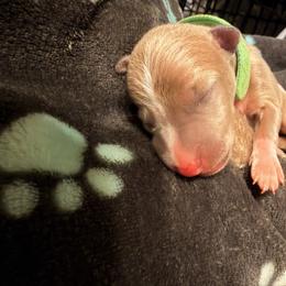 Green Bae - Red fawn male Italian Greyhound puppy in Cibolo, Texas from A-Team Italian Greyhounds