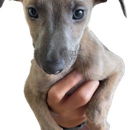 Whippet Puppies from Sincity Dogs Hobby Kennel