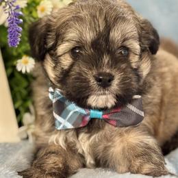 Boy 3 - male Shihpoo puppy in Charleston, West Virginia from Mountain State Puppies