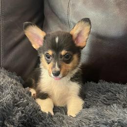 KM M2 - Black and tan male Pembroke Welsh Corgi puppy in Stockton, Iowa from Infinity Corgis