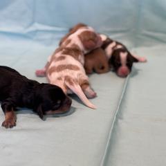 Cavachon Puppies from Cute, Colorado Cavachons