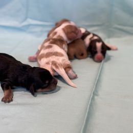 Cavachon Puppies from Cute, Colorado Cavachons