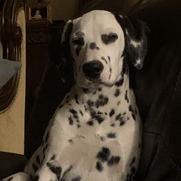 Stella - Dalmatian