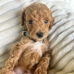 AKC JACK - Red  male Poodle puppy in Dallas, Georgia from West Cobb Dogs