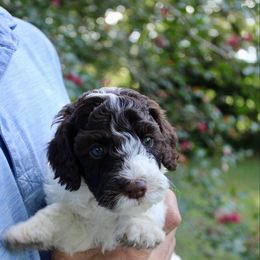 Belle - Chocolate female Labradoodle puppy in Dothan, Alabama from Circle City Labradoodles