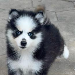 Kelly - Black and white female Pomsky puppy in Spring Hill, Florida from PDQ Pomskies