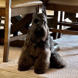 Tango - Miniature Schnauzer