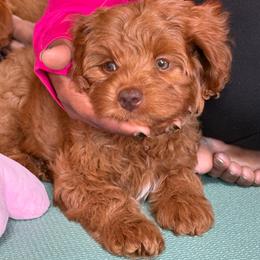 Posey - Red female Cavapoo puppy in Calhoun, Georgia from Happy Top Doodles