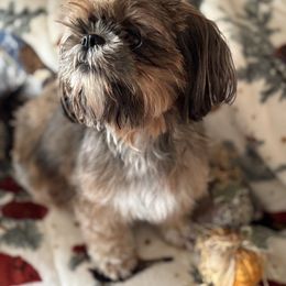 Lucy - Shih Tzu