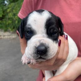 Gold - Black and white male Pointer puppy in Olympia, Washington from Birdsboro Pointers